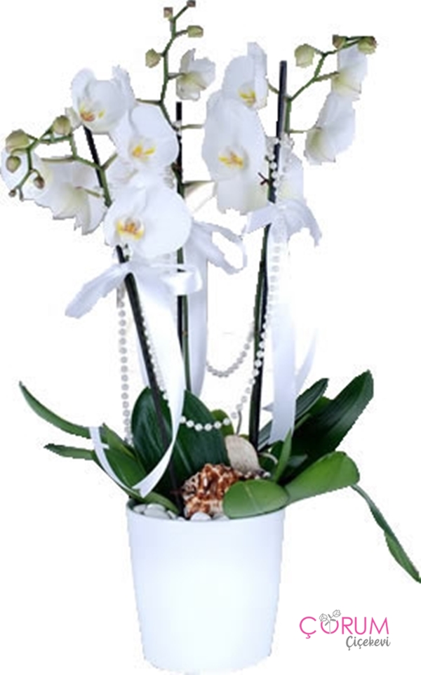 Beyaz Orkide 3 Dal