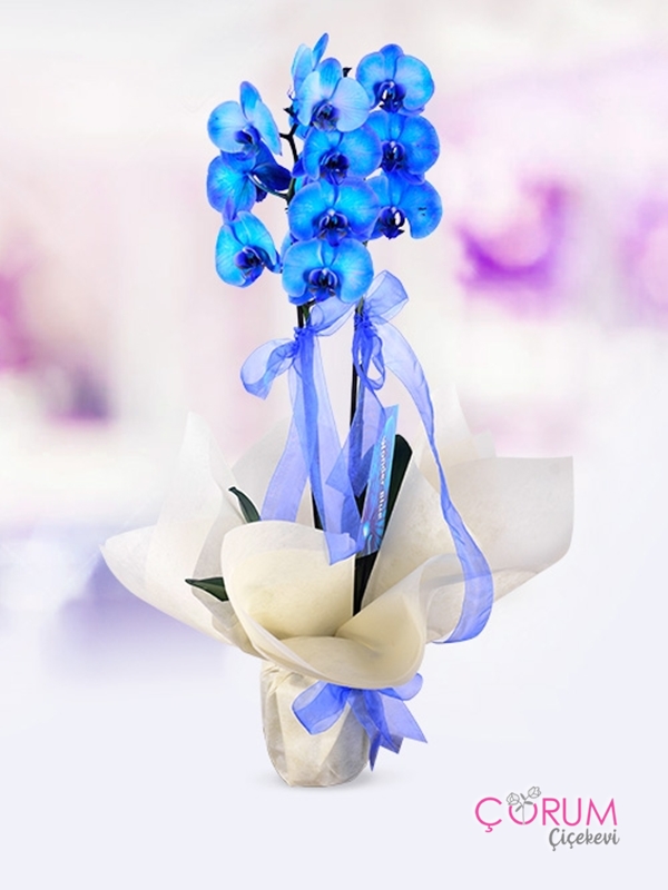 Mavi Orkide Çiçeği