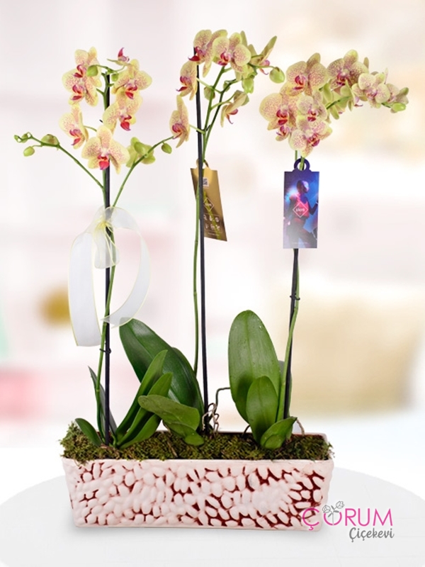 3 Dallı Benekli Phalaenopsis Orkidesi