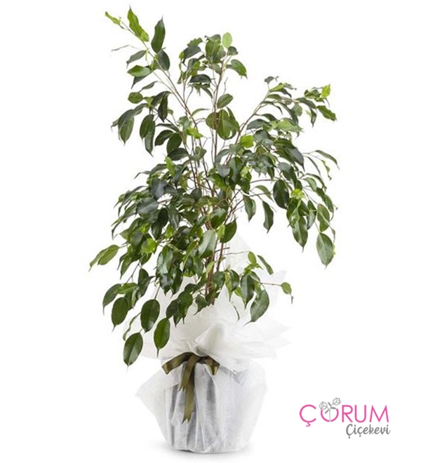 Ficus Benjamin