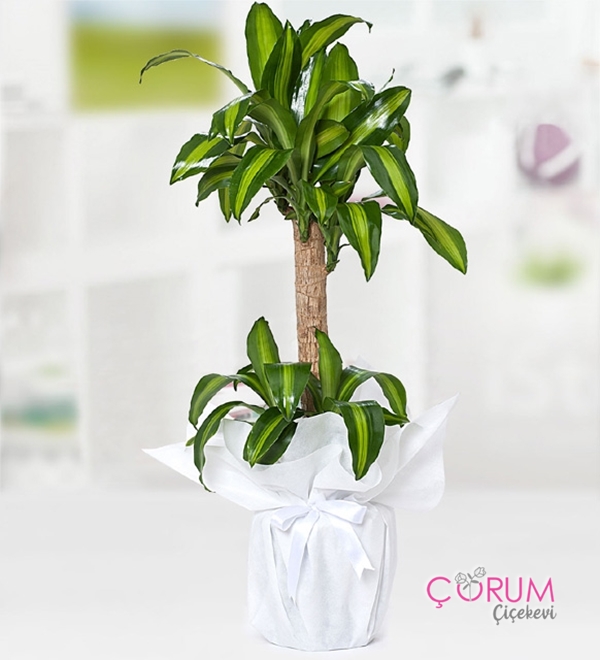 Drasena Masangena 2li